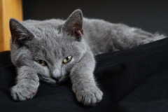 Chartreux-cat